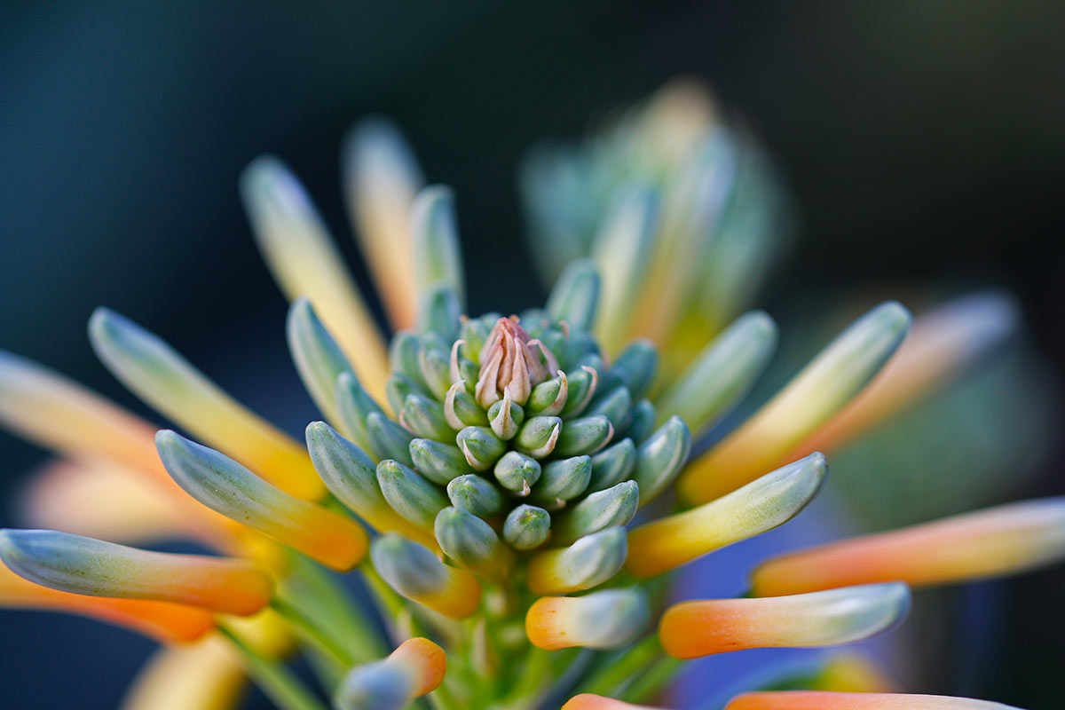 Zoom Braunsia plante succulente.