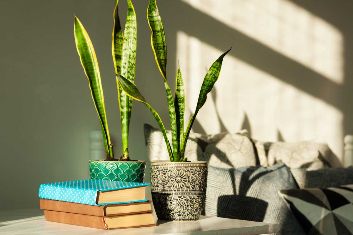 Sansevieria.