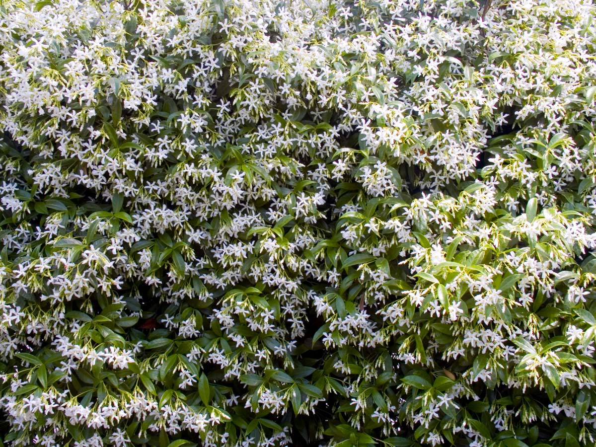 Le jasmin fleurit au printemps.