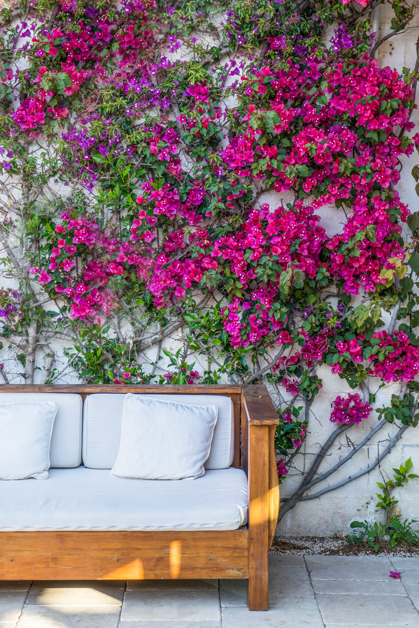 Mur avec bougainvillier grimpant fuchsia derrière un canapé d'extérieur.