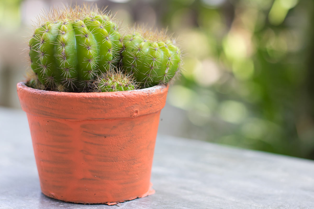 Cactus San Pedro dans un pot en terre cuite.