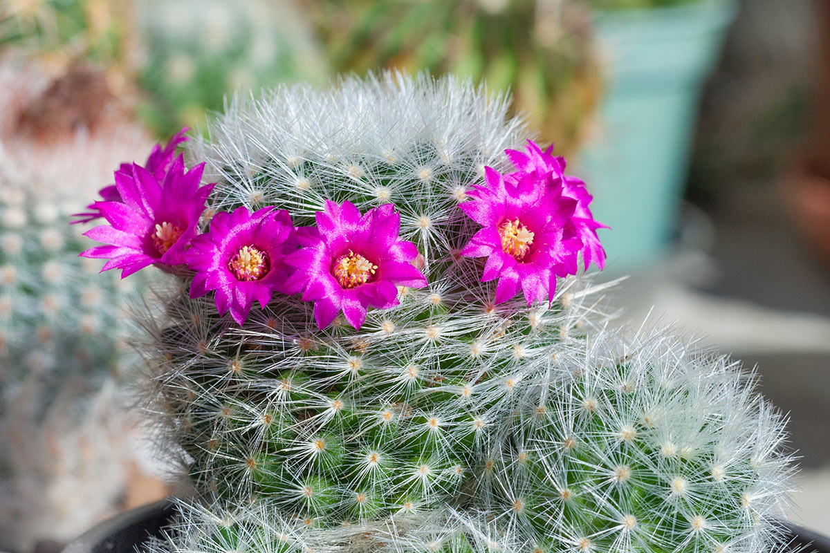 Mammillaria succulente avec des fleurs fuchsia.