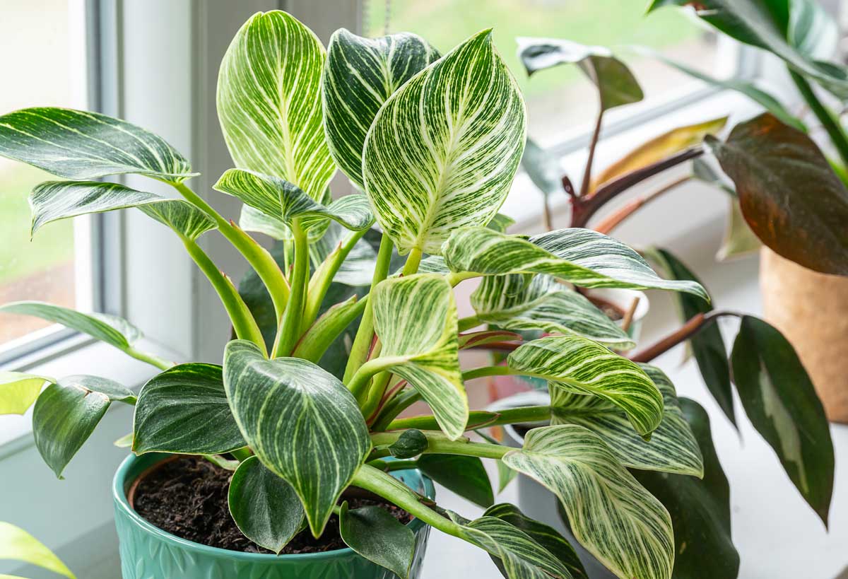 Philodendron dans un pot