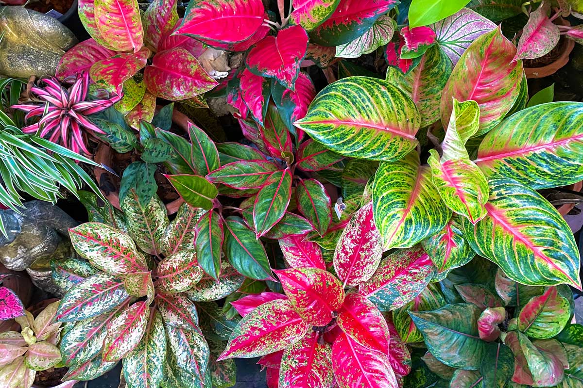 Aglaonema, une plante aux mille couleurs.