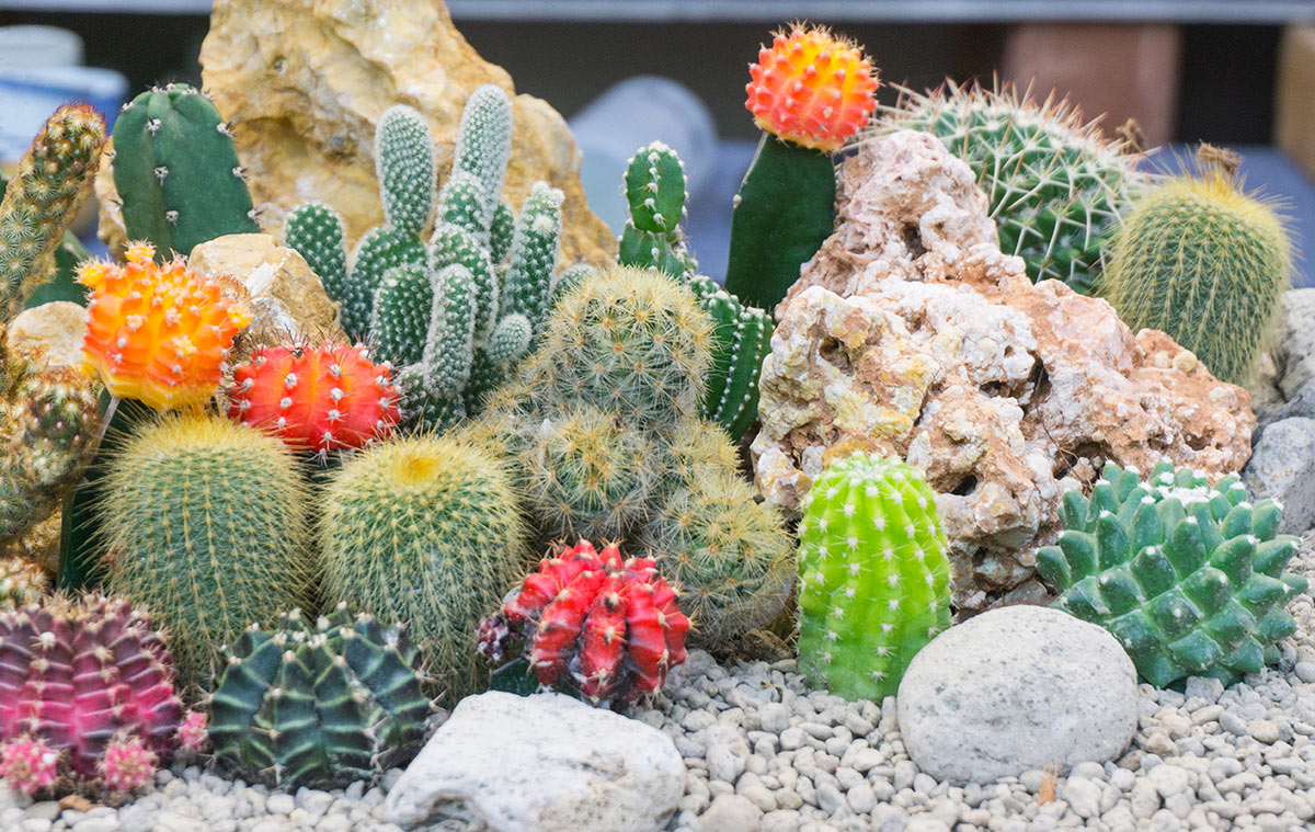 Belle composition de succulentes dans le jardin.