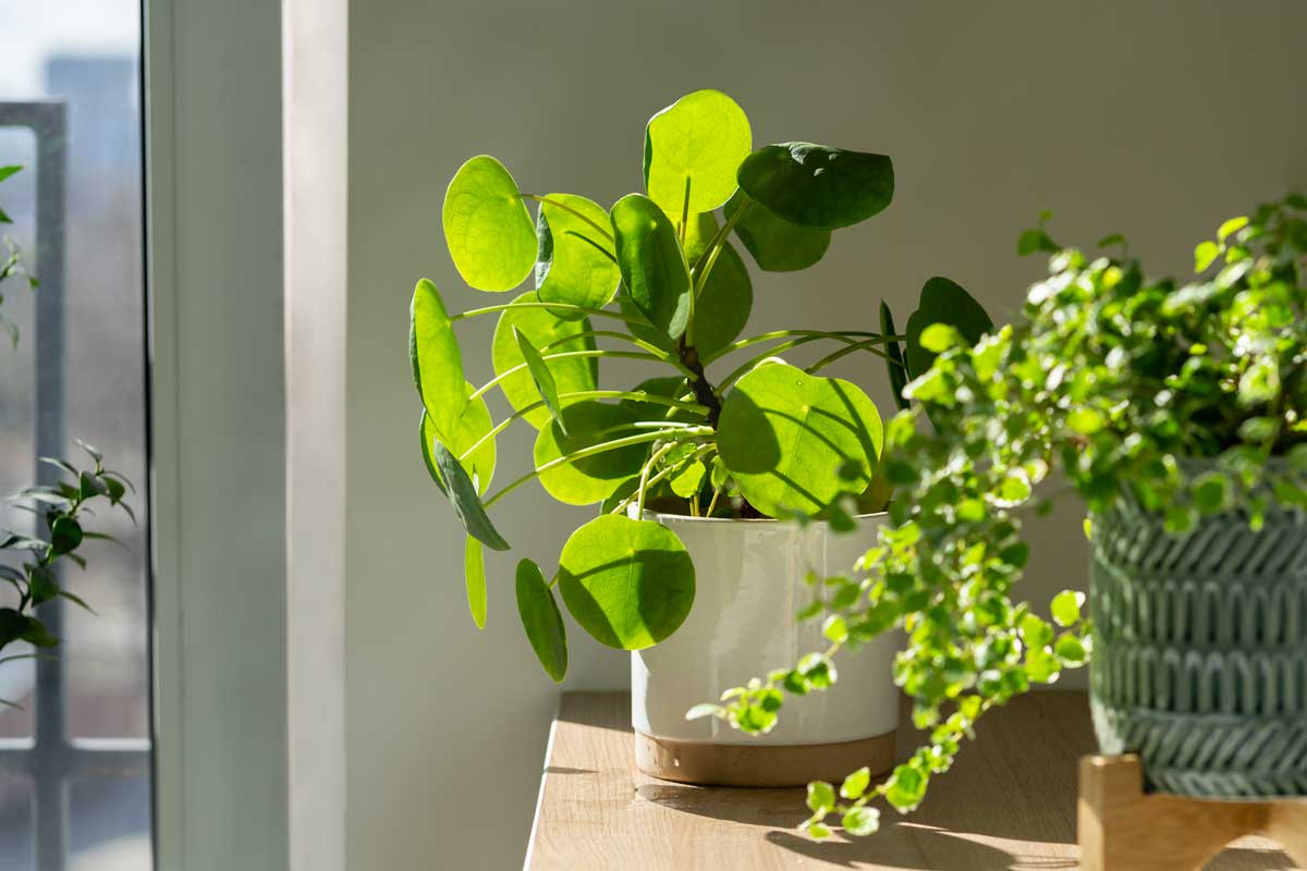 Pilea positionné sur le meuble.