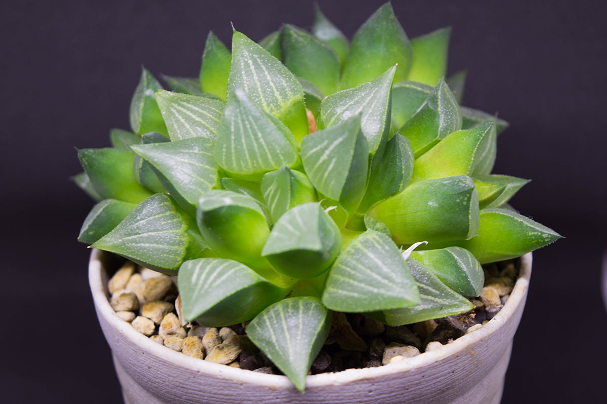 Plante succulente Haworthia cooperi en pots.