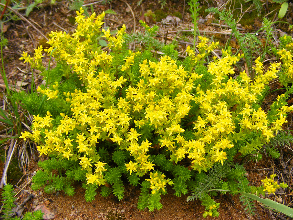 Sedum Acre, plante succulente à fleurs.