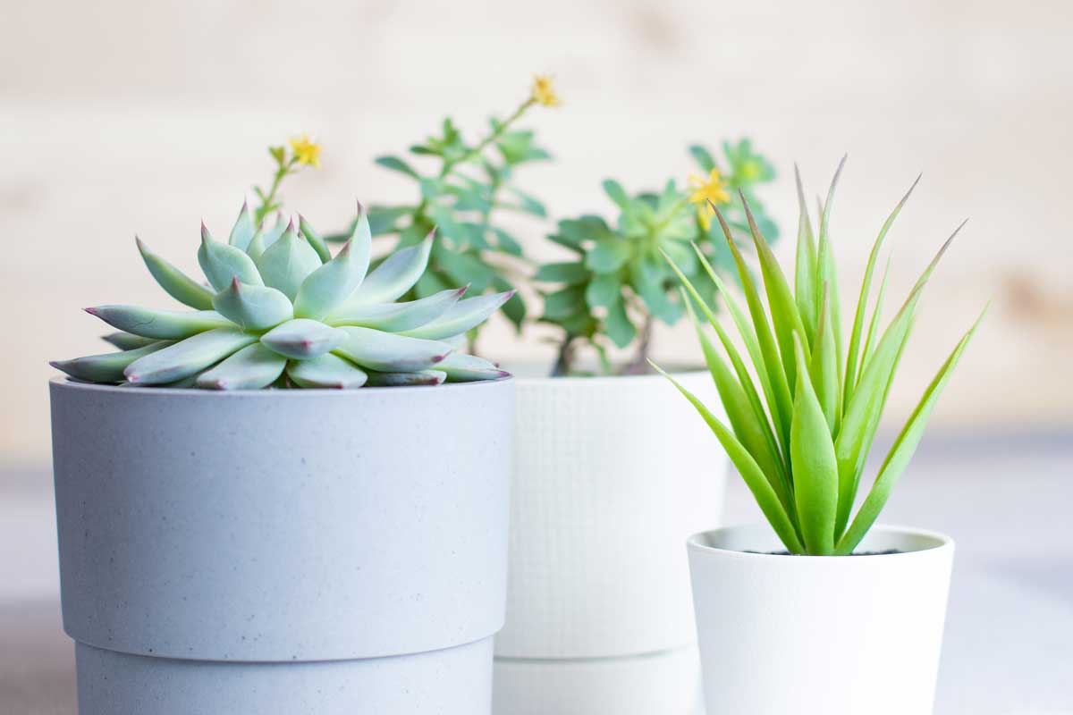 Des plantes succulentes dans le bureau.