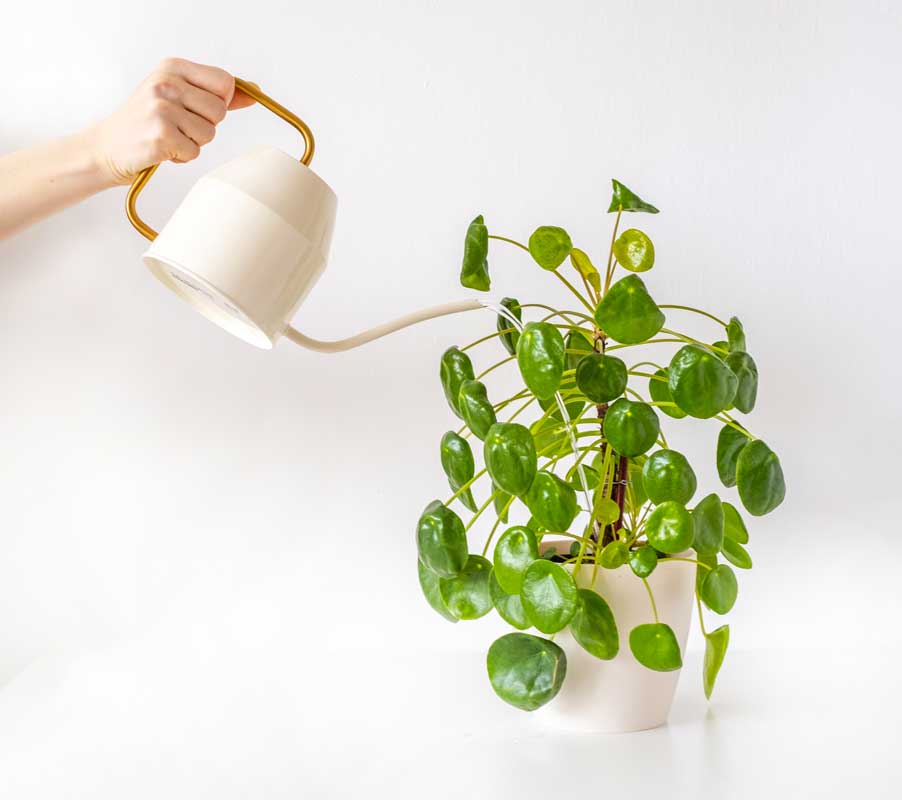 Quand arroser le Pilea Peperomioides