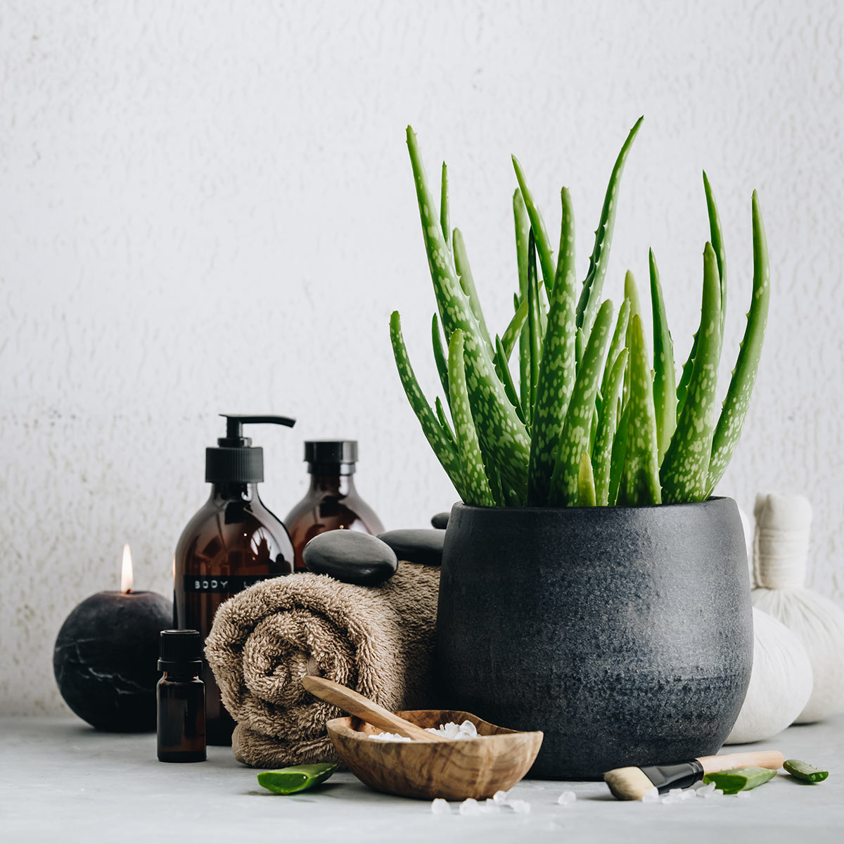 Aloe vera, plante succulente en pot.