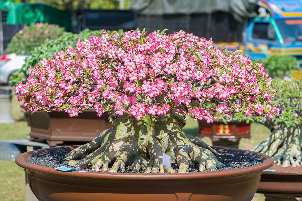 Succulentes à fleurs, Adenium.