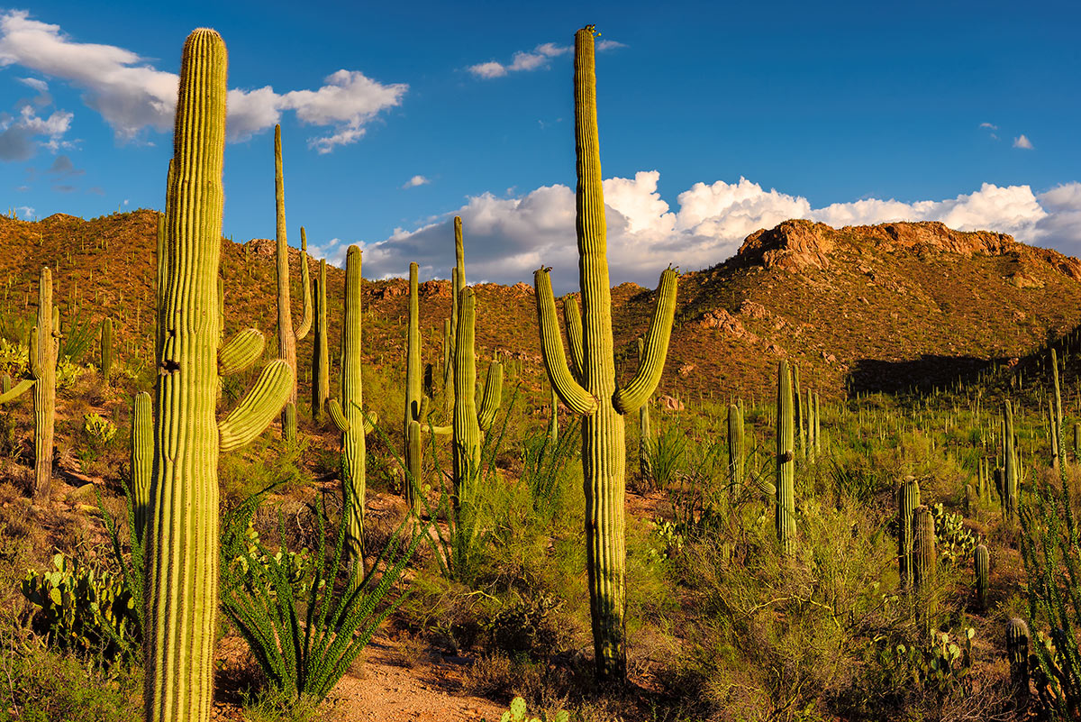 Cactus Saguaro à l'extérieur.