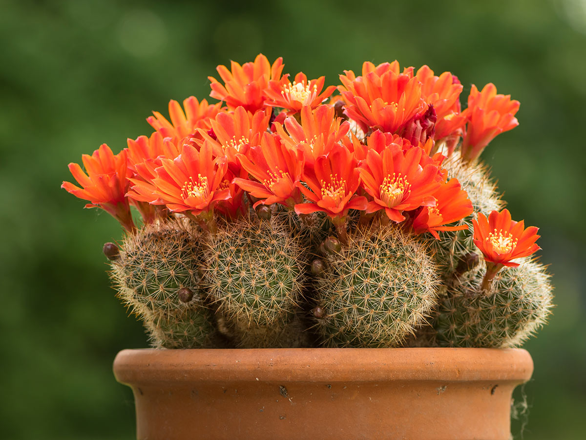 Rebutia, plantes succulentes à fleurs.