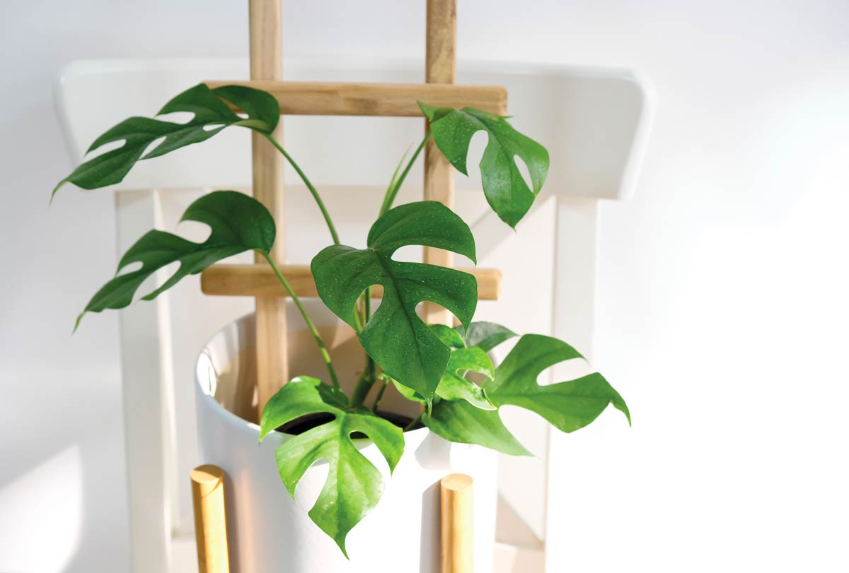 Comment tailler le philodendron, plante d'intérieur.