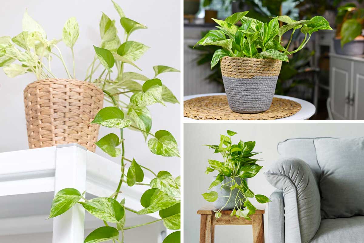 Pothos, une plante parfaite pour la saison hivernale.