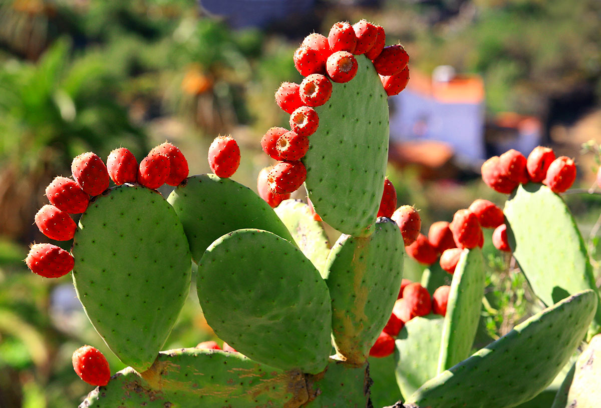 Cactus Saguaro à l'extérieur.