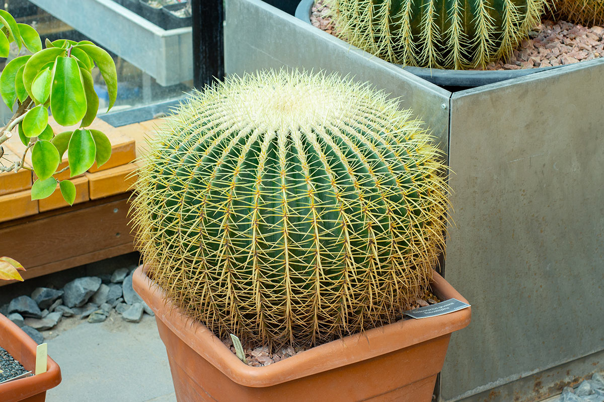 Cactus en coussin de belle-mère cultivé en pot.