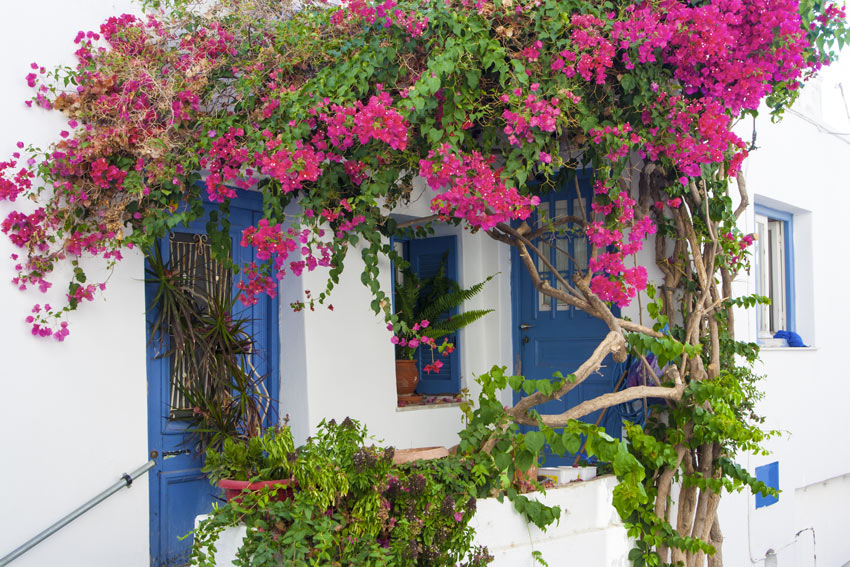 Pergola avec plante fuchsia Bougainvillea.