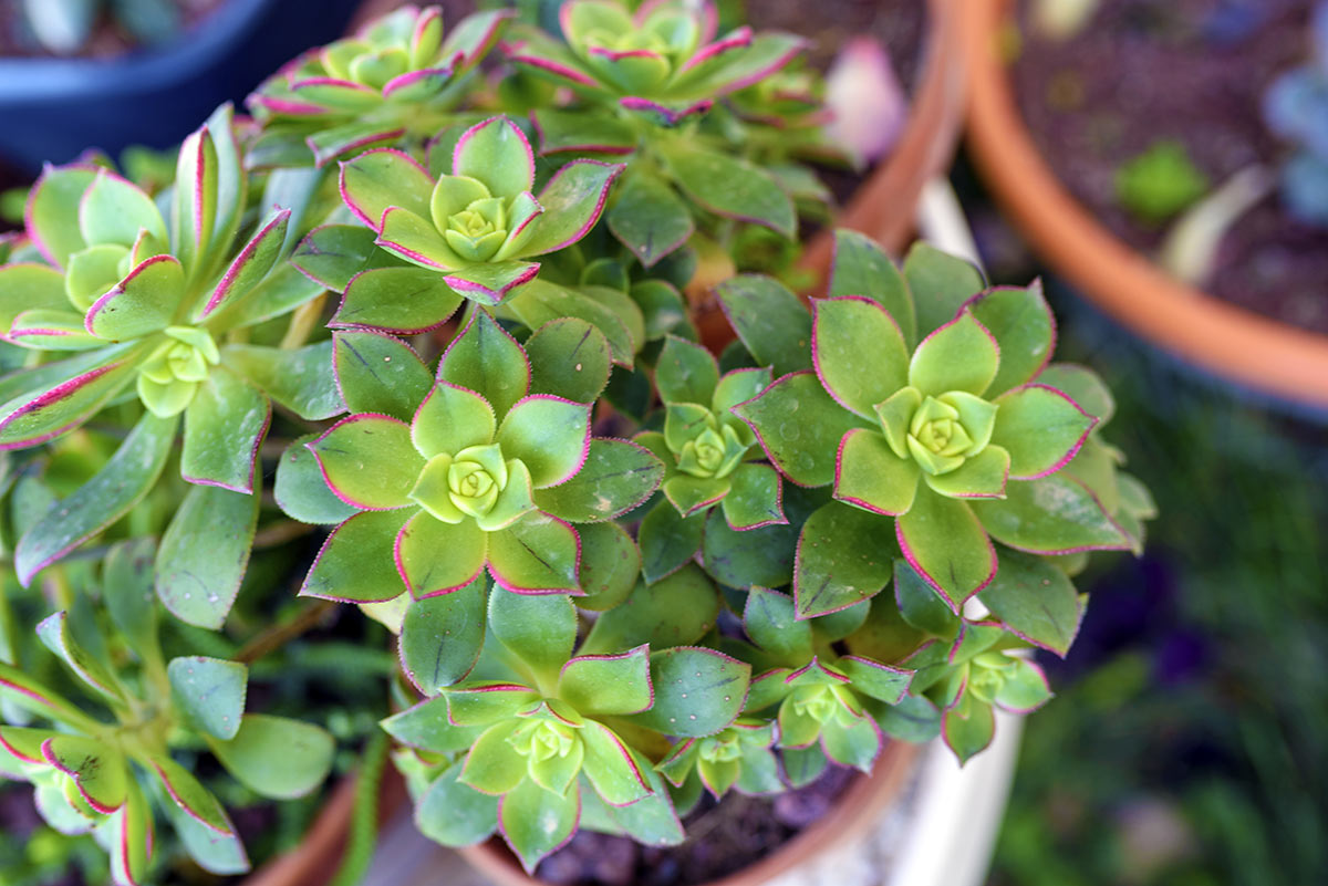 Aeonium, plante grasse.