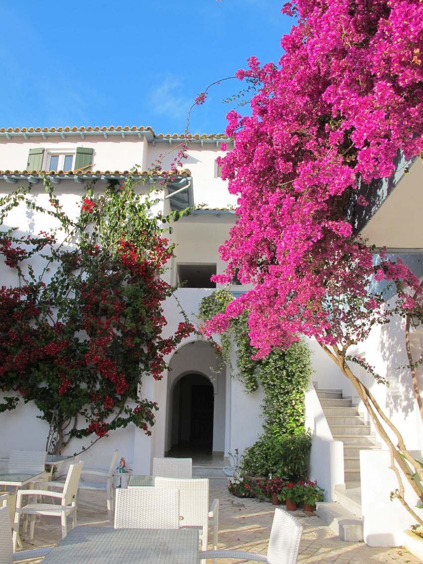 Belle plante Bougainvillée au bord de la mer.