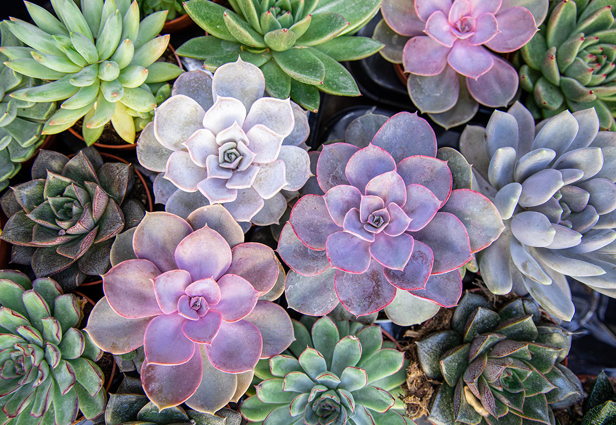 Succulentes Echeveria.