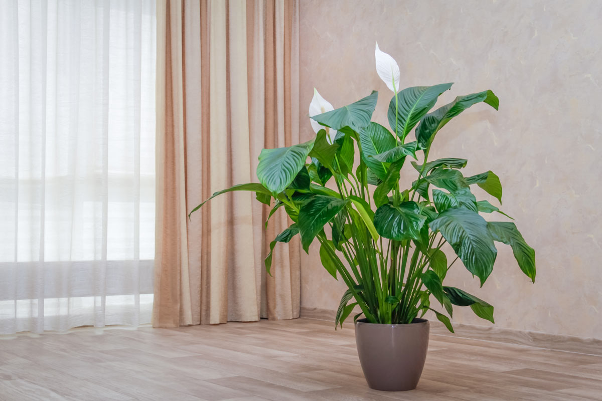 plantes appropriées pour un appartement à faible luminosité