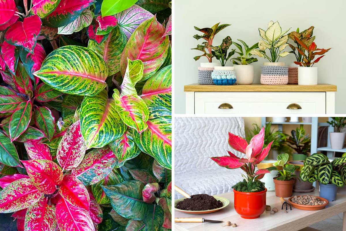 Aglaonema, la plante aux mille couleurs.