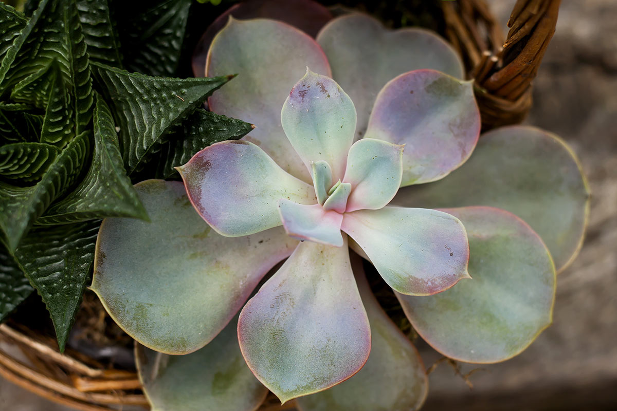 Plante succulente Graptopetalum dans un pot.