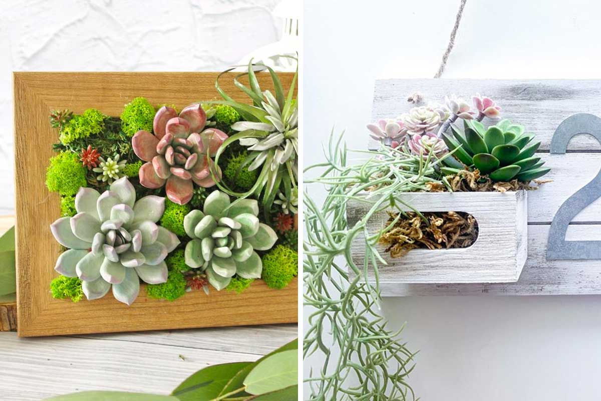 idées pour décorer avec des plantes succulentes