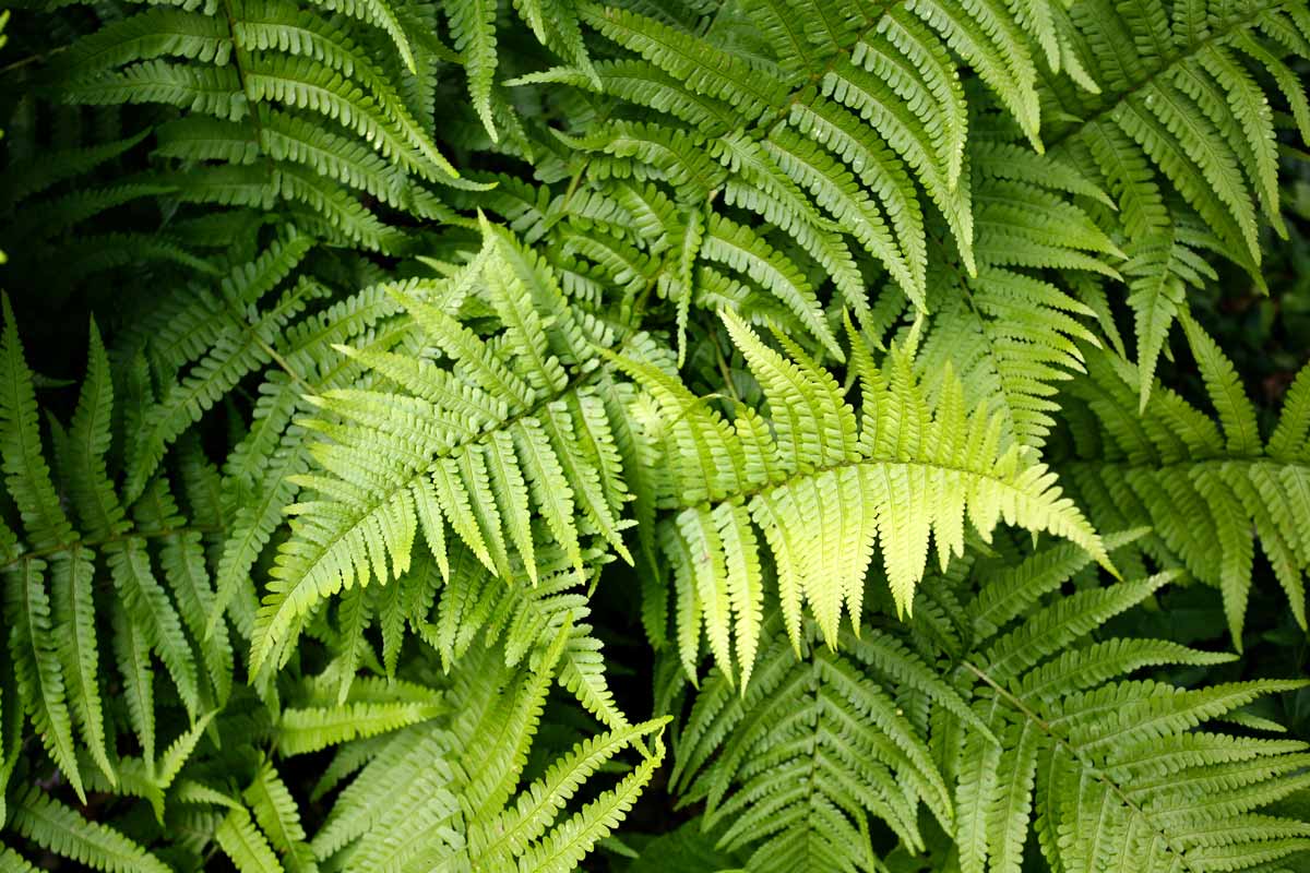 fougères jardin