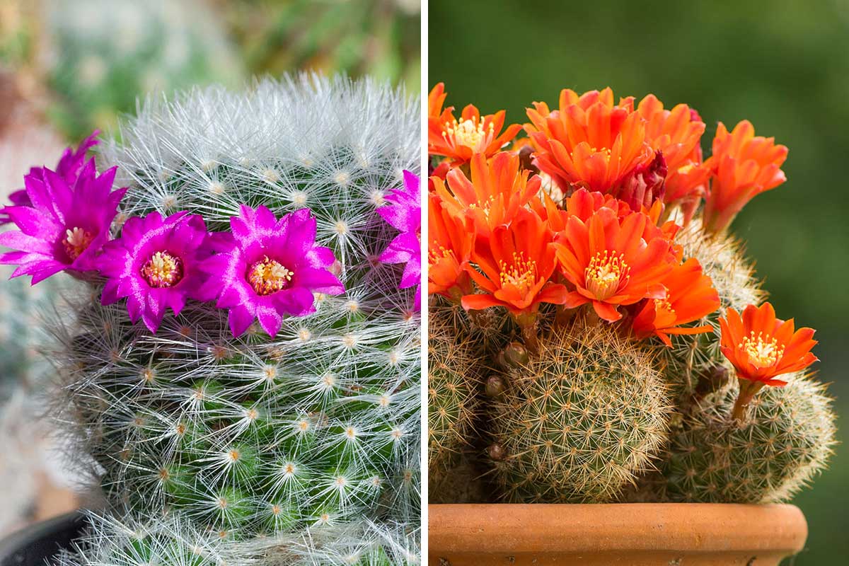 noms de plantes succulentes à fleurs