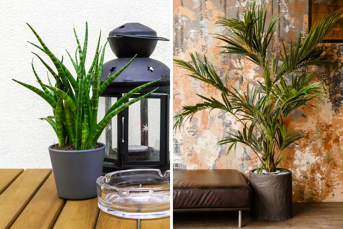 plantes pour un appartement à faible luminosité