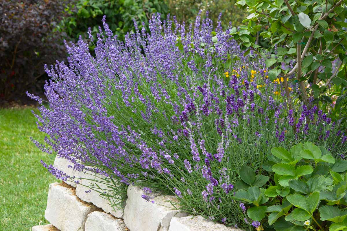 plantes pour un jardin à sol sec