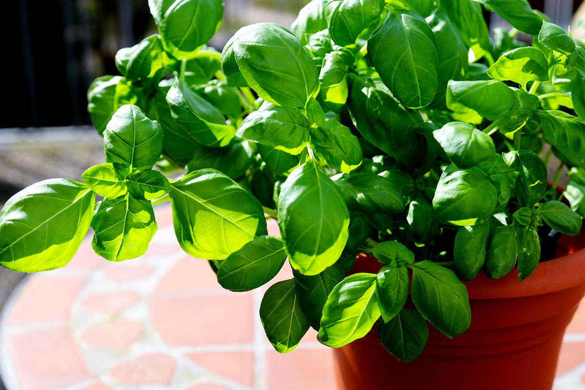 Quand semer du basilic sur le balcon.