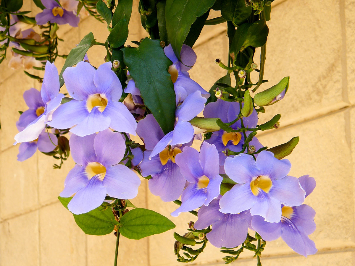 Thunbergia pianta rampicante.