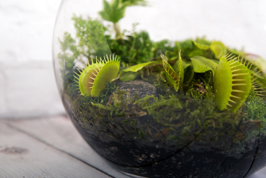 Dionaea muscipula, ou "Venus Flytrap"