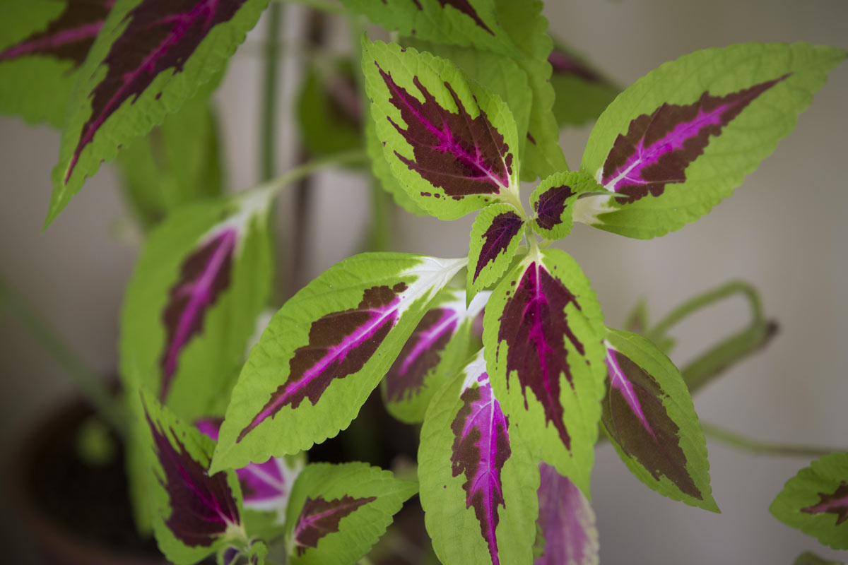 Coleus Arc en Ciel est une plante feuillue exceptionnelle