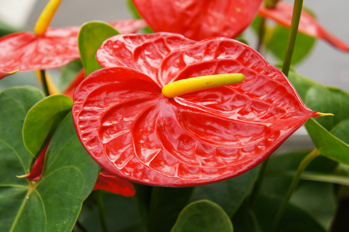 Anthurium pianta.