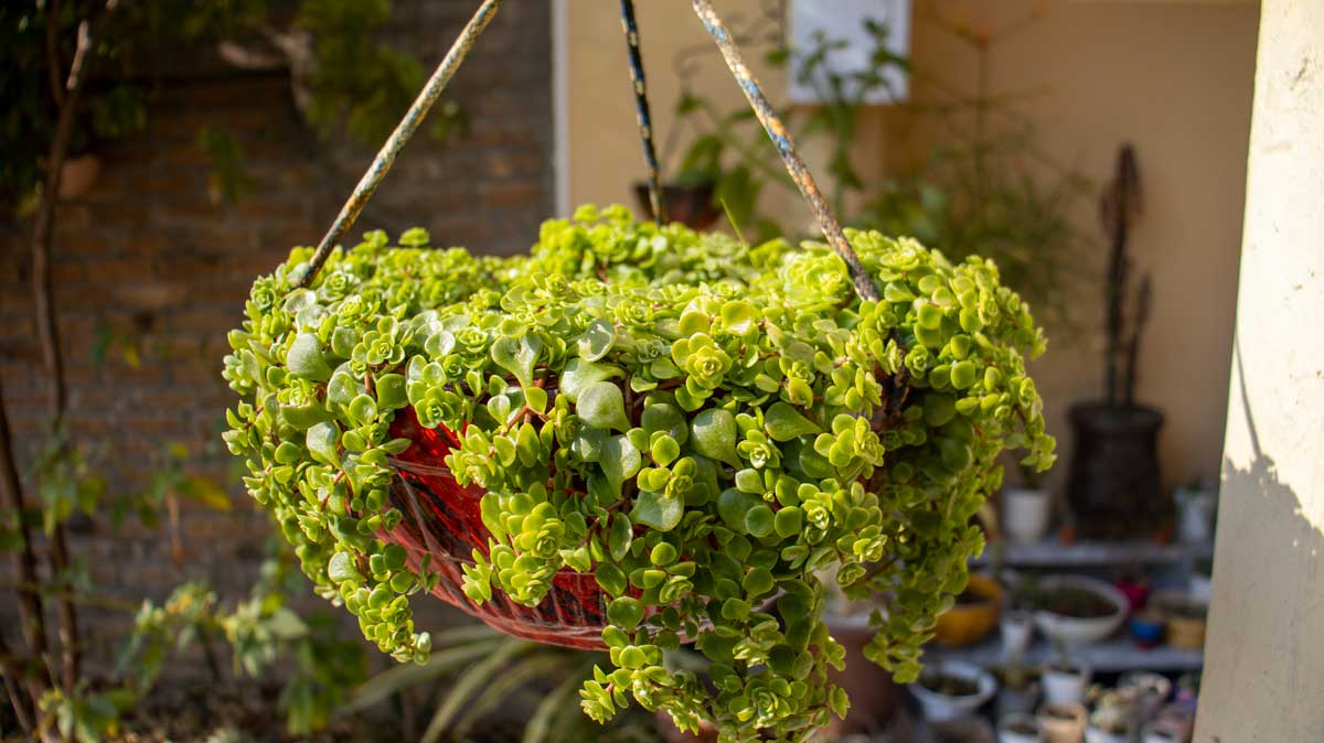 Jardinières suspendues avec une plante Soleirolia.