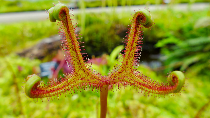 Drosera Capensis, plantes carnivores