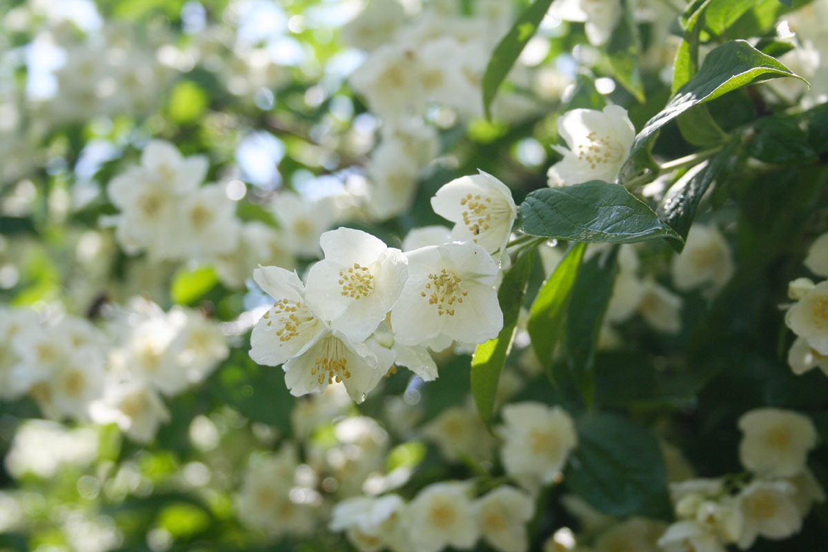 Philadelphus (Philadelphus coronarius)