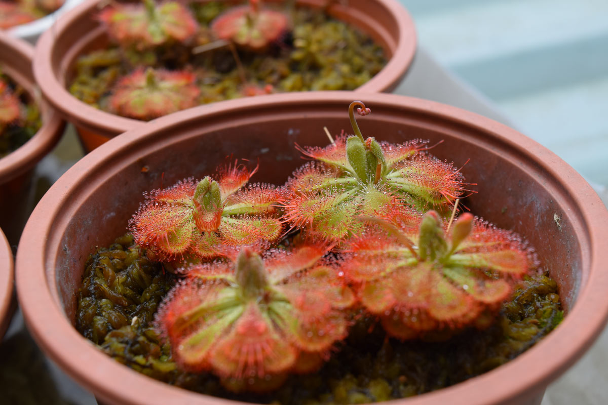 Drosera, ou "Sundew", plantes carnivores anti-moustiques