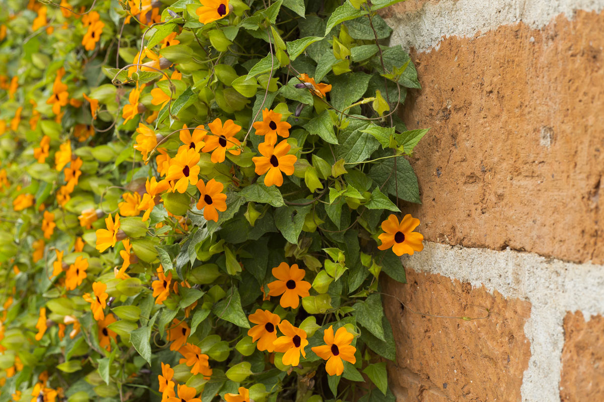 plante grimpante, le Thunbergia