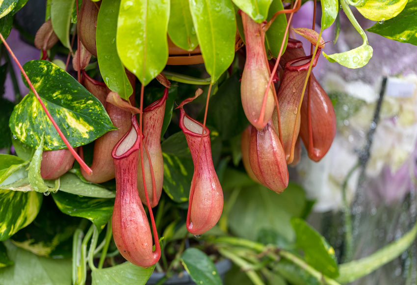plante carnivore Nepenthes