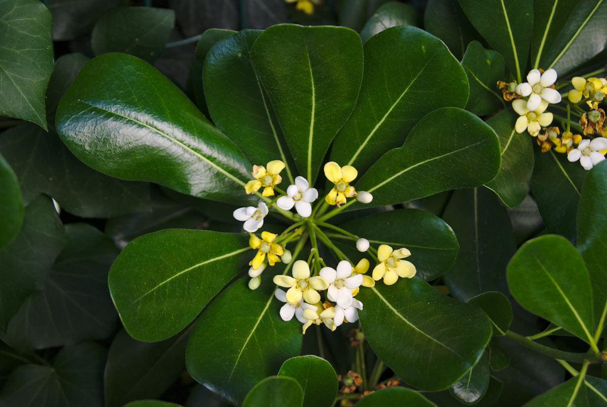 Pythosphorus (Lonicera periclymenum)