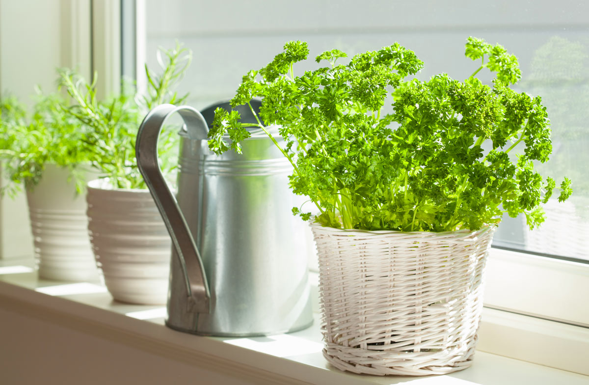 Herbes aromatiques cultivées en pot.