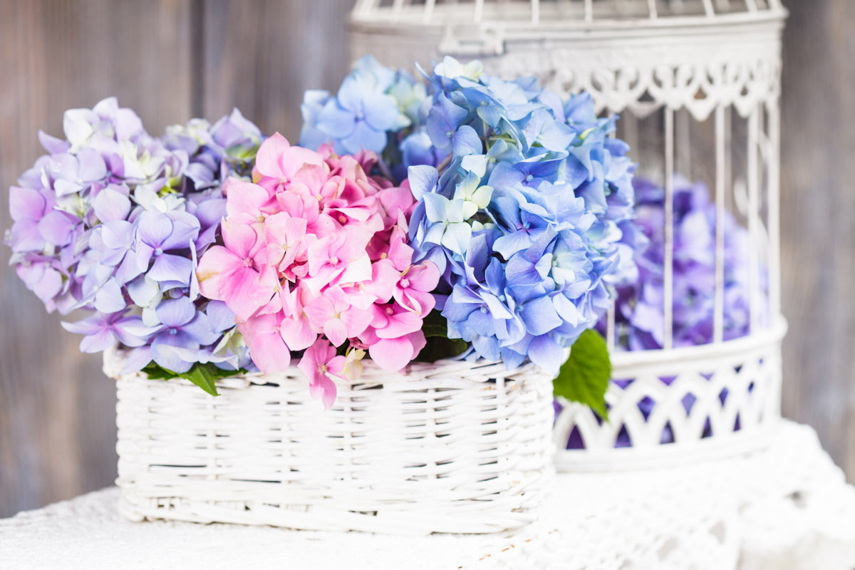 Fleurs d'hortensias dans un vase shabby en osier.