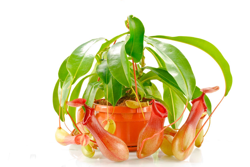 Le Nepenthes, ou "Pitcher Plant"