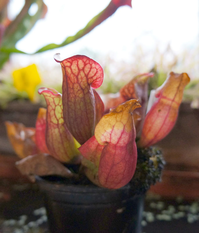 Sarracenia Purpurea